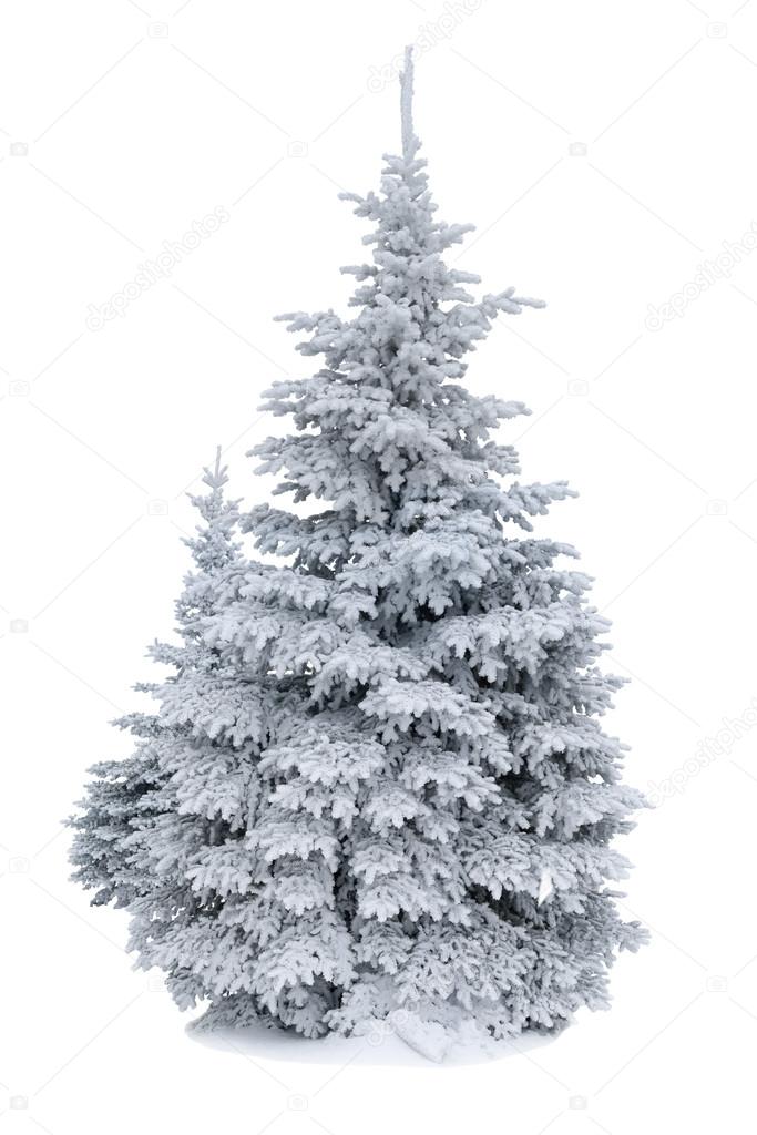 Spruce covered with snow isolated on white background