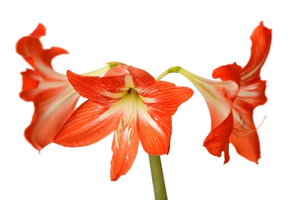 Hippeastrum Amaryllis flores vermelhas — Fotografia de Stock