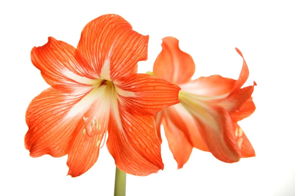 Flores rojas grandes aisladas en blanco — Foto de Stock