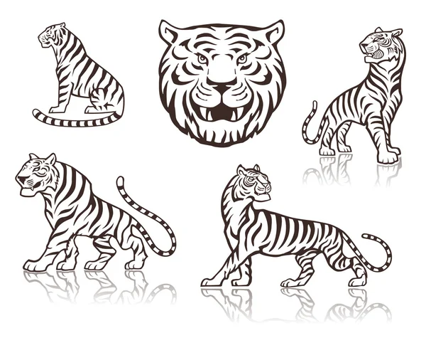 Cabeza de tigre, andar de tigre, dibujos sentados de tigre — Archivo Imágenes Vectoriales