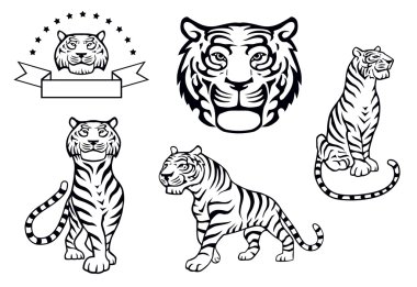 Tiger Front View  clipart