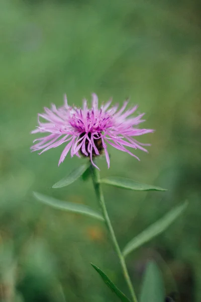 Doğa anne çiçek — Stok fotoğraf