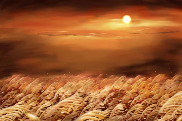 Teplé Slunečné Pšeničné Pole — Stock fotografie
