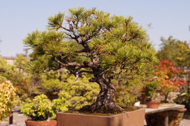 Japon bonsai ağacı