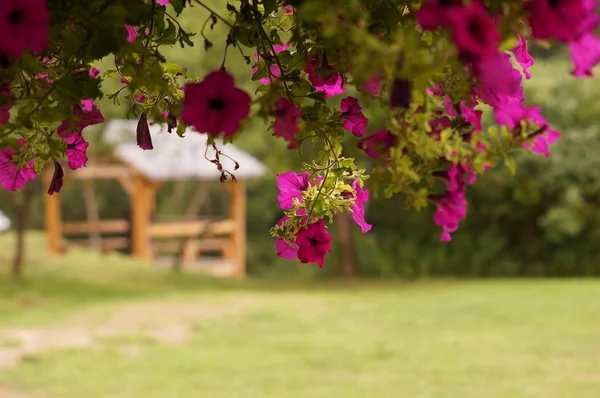 Flowers in front of wood arbor — Stock Photo, Image