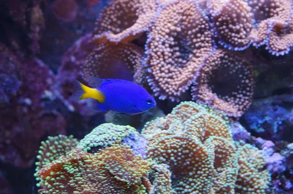 水族館の魚の青の色 — ストック写真