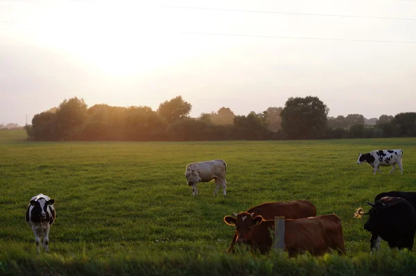 Vache sur herbe — Photo