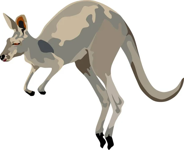 Canguro Mamífero Animal Vector Ilustración — Vector de stock