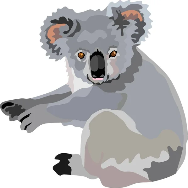 Koala Mamífero Animal Vector Ilustración — Vector de stock