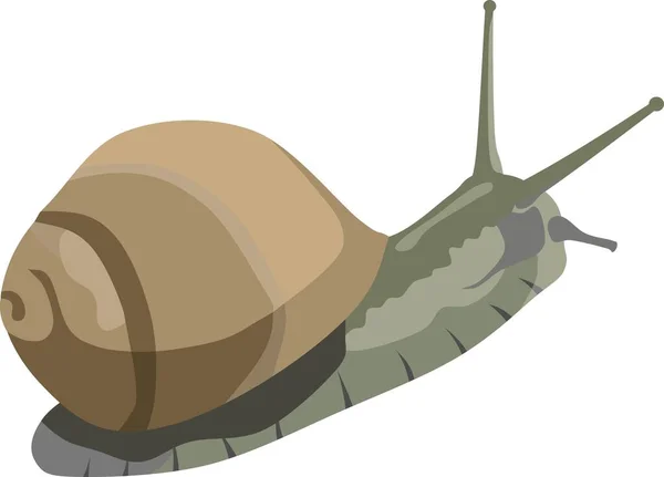 Snail Animal Vector Illustration — Stock Vector