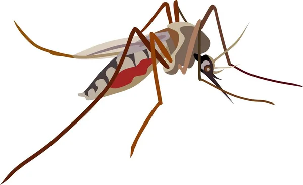 Ilustração Vetor Animal Inseto Mosquito — Vetor de Stock