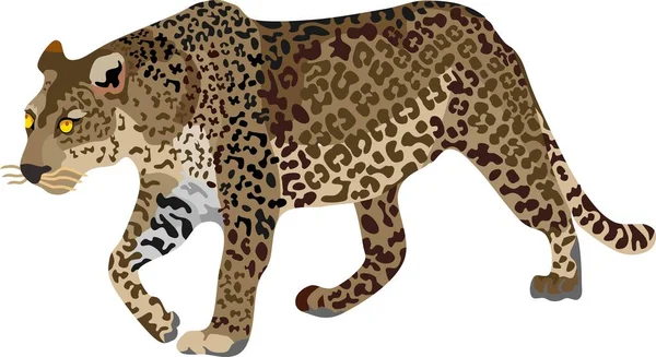 Leopard Säugetier Vektor Illustration — Stockvektor