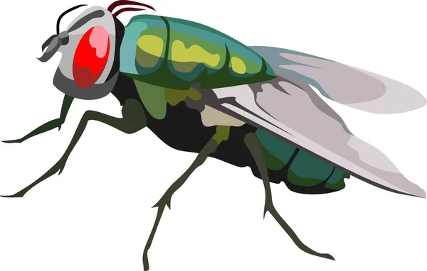 Fly Insect Animal Vector Illustration Vektorová Grafika