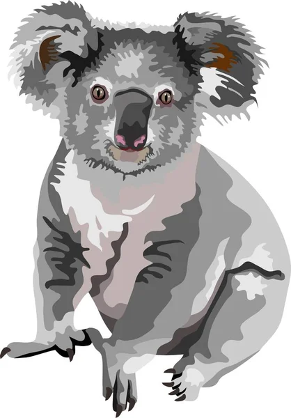 澳大利亚考拉熊哺乳动物 — 图库矢量图片