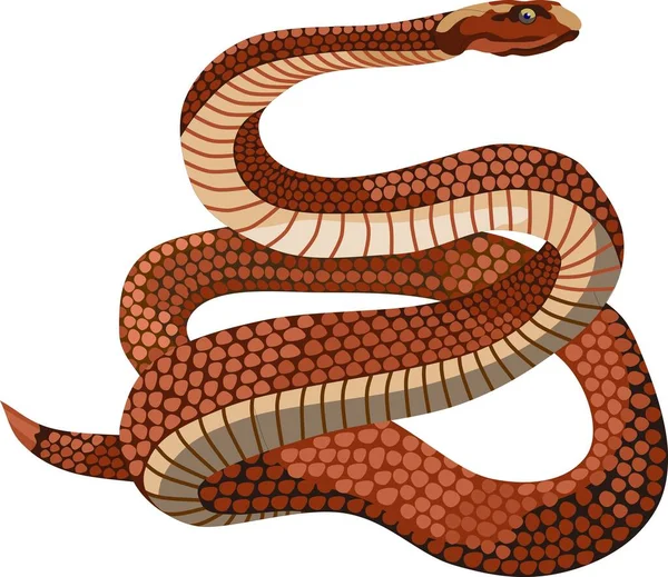 Brown Snake Reptile Animal Vector Illustration — Stock Vector