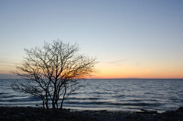 Silueta de un árbol desnudo junto a la costa al atardecer — Foto de Stock