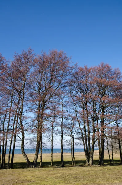 Bomen in een rij aan de kust — Stockfoto