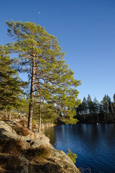 Lakeside Visa i skogen — Stockfoto
