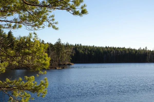 Solbelysta tall trädgrenar av en sjö — Stockfoto