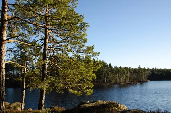 Liten sjö i skogen — Stockfoto