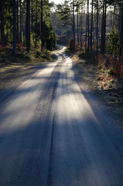Camino de grava a través de un bosque de coníferas — Foto de Stock