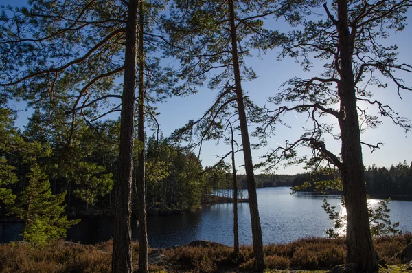 Liten sjö i skogen — Stockfoto