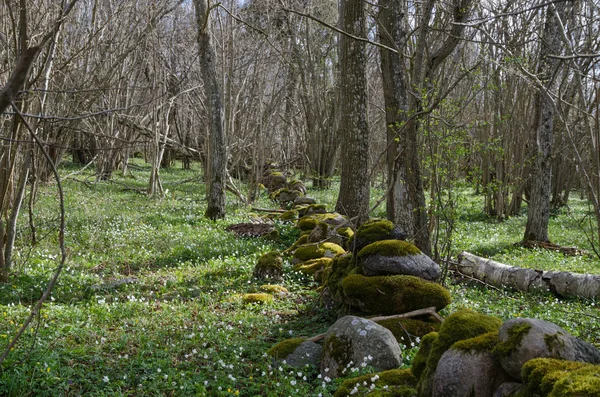 Mossy mur de pierre au printemps — Photo