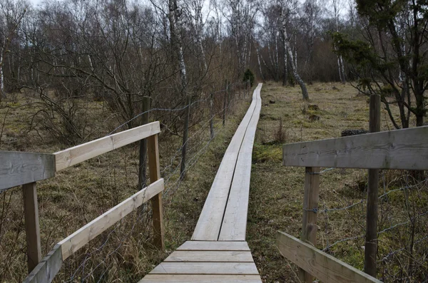 Sentiero in legno in un paesaggio nordico — Foto Stock