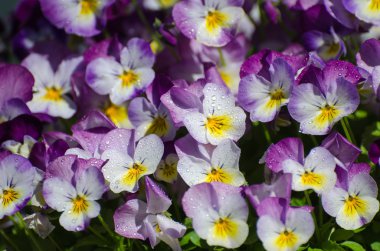 Güneşli ıslak Violleri portre