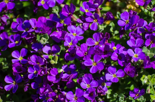 Beautiful blue flowers — Stock Photo, Image