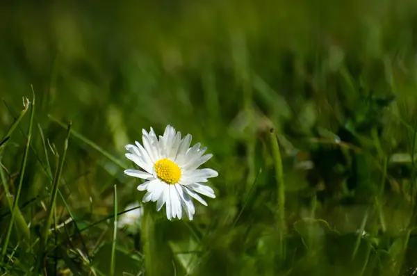 Solbelysta daisy i gröngräset — Stockfoto