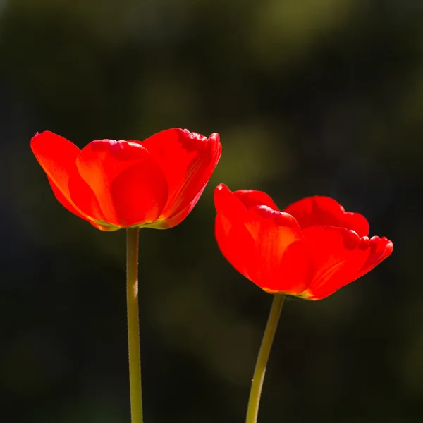 Pair of red shiny tulips — Stock Photo, Image