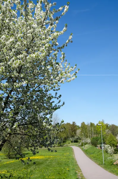 Wandelpad in het voorjaar — Stockfoto