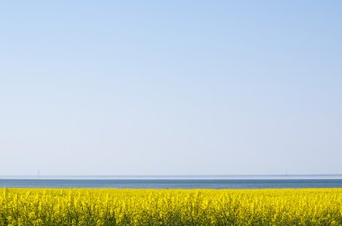 Kanola alan sahil tarafından