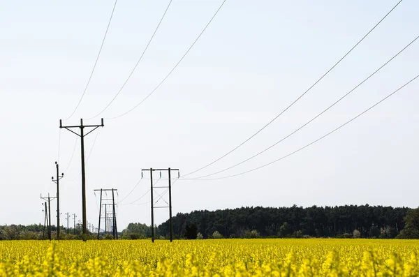 Lignes électriques dans un champ de colza — Photo