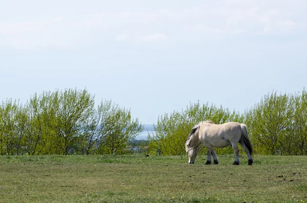 Pâturage des chevaux du fjord au printemps — Photo