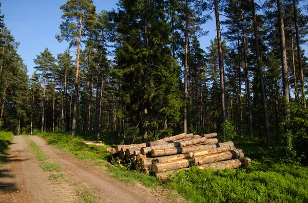 Timber stack in a green forest — Stock Photo, Image