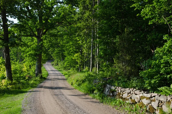 Gravel road in a green deciduous forest — Stock Photo, Image