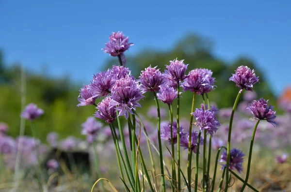 Pink chive flowers — Stock Photo, Image