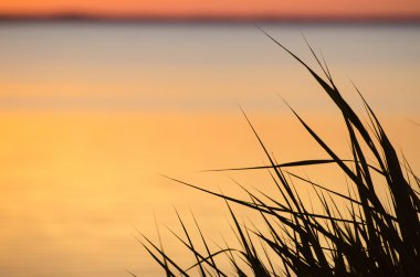 Reed yaprakları günbatımı tarafından