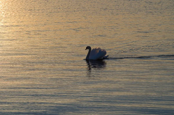O singură lebădă înoată în apă calmă — Fotografie, imagine de stoc