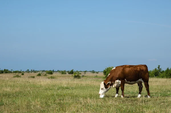 La vaca lame en un bloque de sal — Foto de Stock