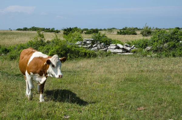 Cow in a green pastureland — Stock Photo, Image