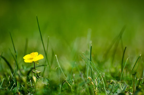 One yellow flower surrounded of greenery — Stock Photo, Image