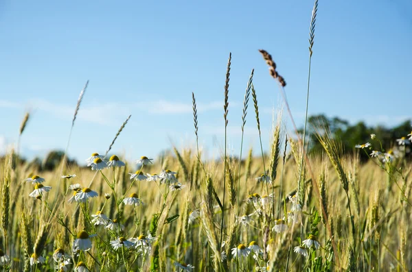 Mayweed bloemen in een maïsveld — Stockfoto