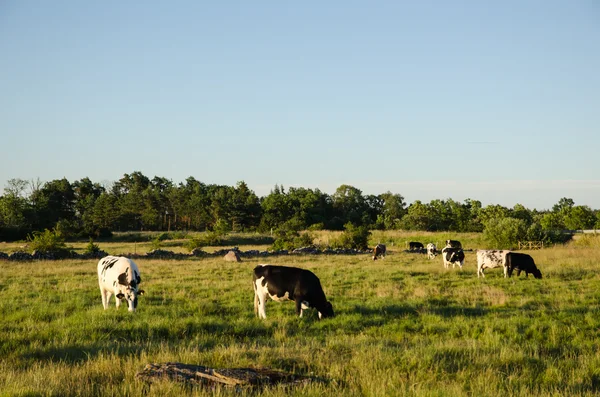 Weidende Rinder in der Abendsonne — Stockfoto
