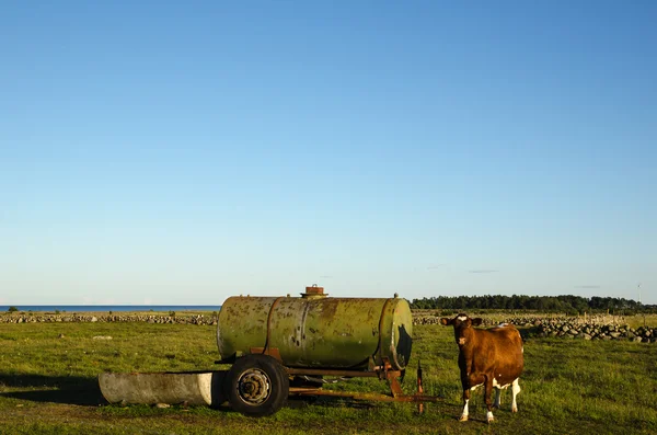 Vaca por uma velha cisterna de água — Fotografia de Stock