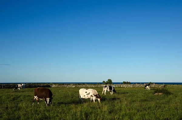 Grazing cattle in a coastal landscape — Stock Photo, Image