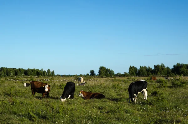 Grazing cattle in a green pasture land — Stock Photo, Image