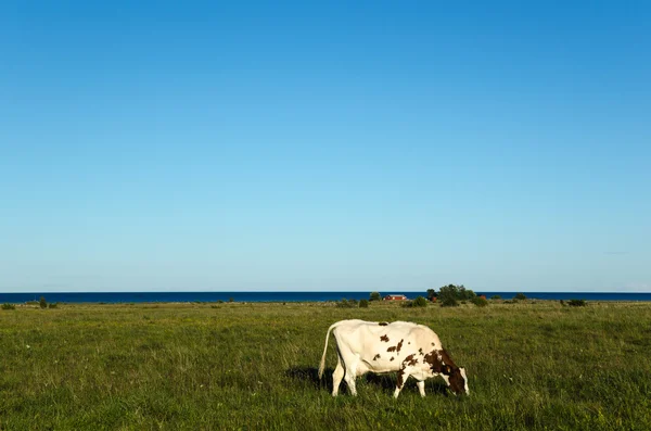 Прибрежные пастбища с одной пасущейся коровой — стоковое фото
